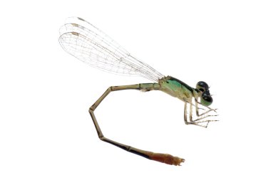 Dragonfly damselfly clipart