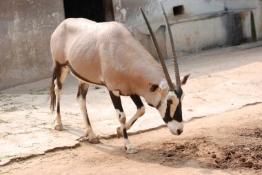 African hayvan antilop gemsbok