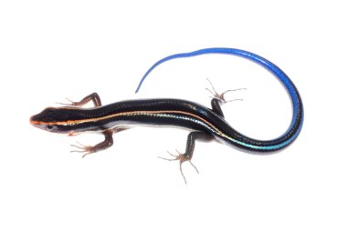 skink kertenkele