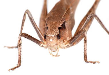 böcek katydid izole