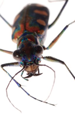 Insect tiger beetle