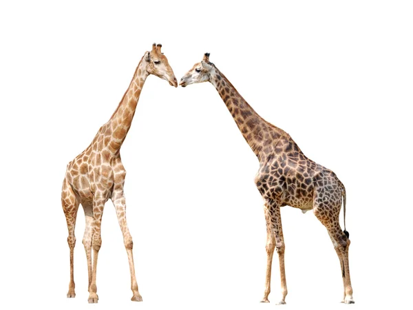 Giraffa isolata — Foto Stock