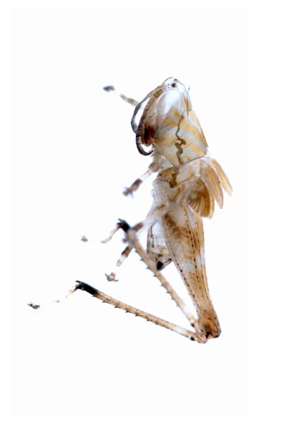 Grasshopper molt — Stock Photo, Image