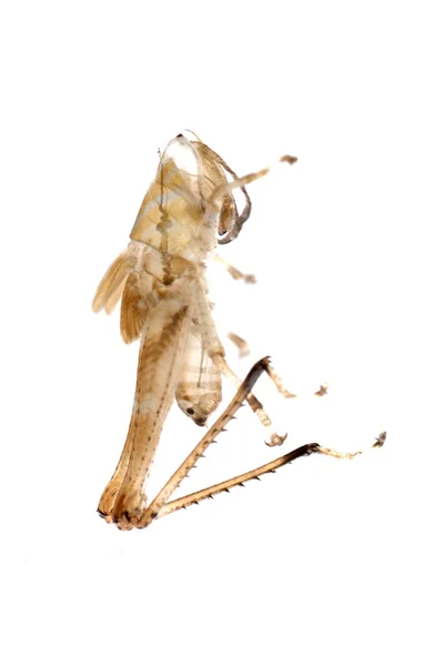 Grasshopper molt — Fotografie, imagine de stoc