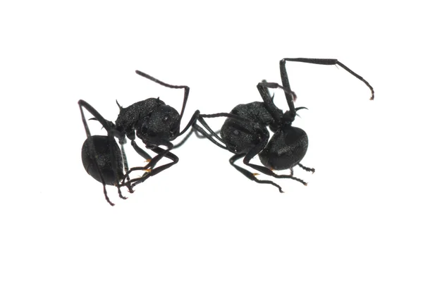 Ant diisolasi di latar belakang putih — Stok Foto