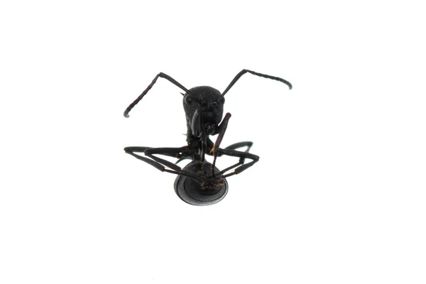 Μυρμήγκι που απομονώνονται σε λευκό φόντο — Φωτογραφία Αρχείου