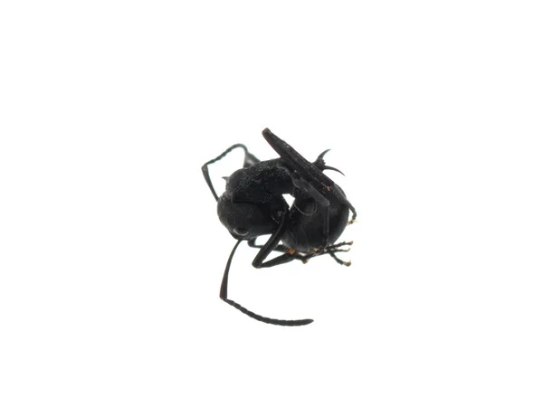 Hormiga aislada sobre fondo blanco —  Fotos de Stock