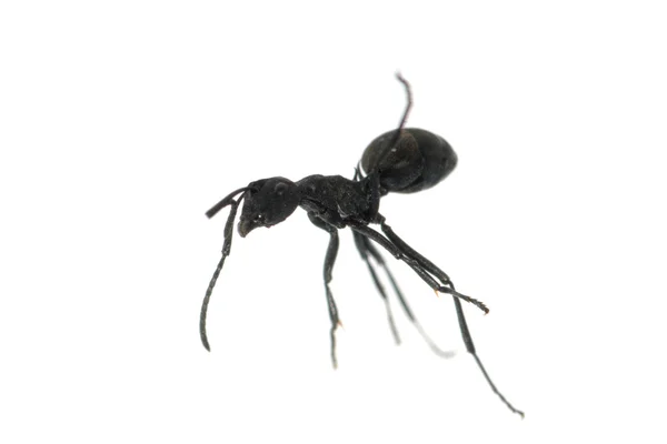 孤立在白色背景上的蚂蚁 — 图库照片