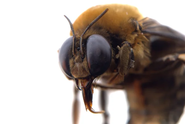Bumble bee baş makro — Stok fotoğraf