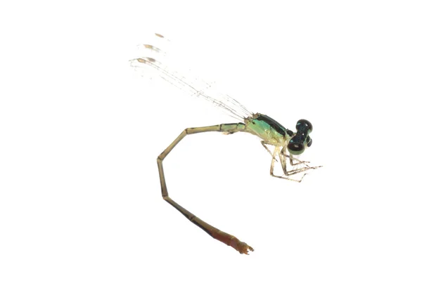 Dragonfly damselfly — Φωτογραφία Αρχείου
