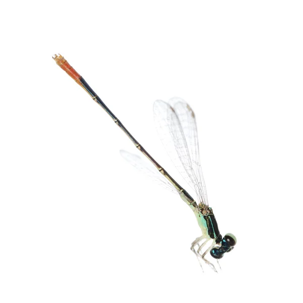 Dragonfly damselfly — Φωτογραφία Αρχείου
