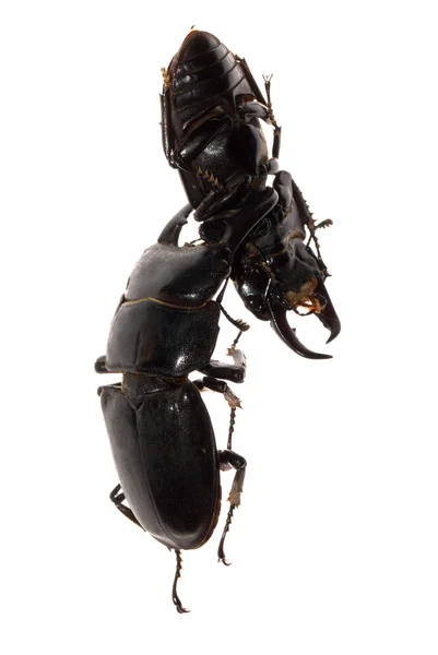 Escarabajo ciervo luchando —  Fotos de Stock