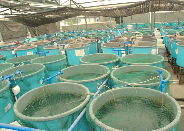 Akvakultúra-farm mezőgazdasági — Stock Fotó