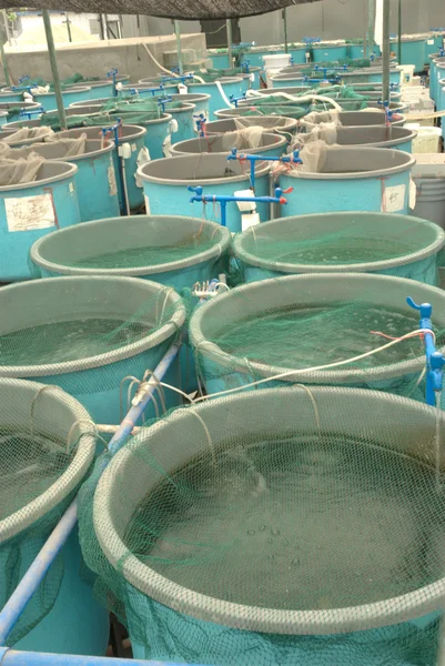 Rolnictwo gospodarstw akwakultury — Zdjęcie stockowe