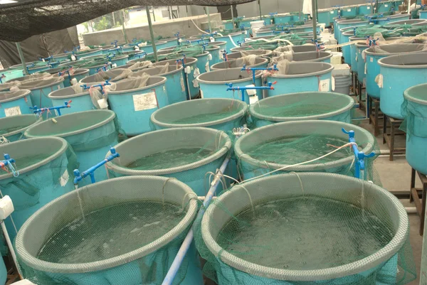 Akvakultúra-farm mezőgazdasági — Stock Fotó
