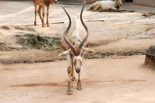 Африканское животное орикс-гемсбок — стоковое фото