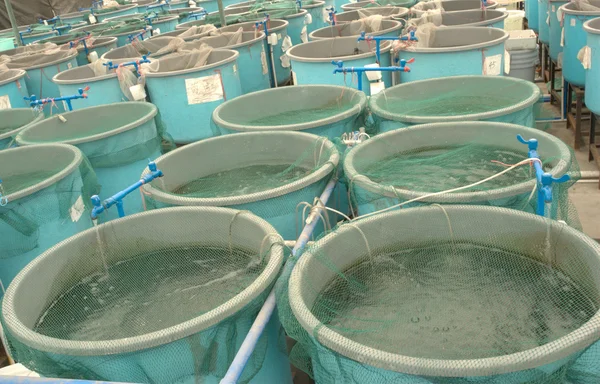 Zemědělství akvakulturní farmě — Stock fotografie