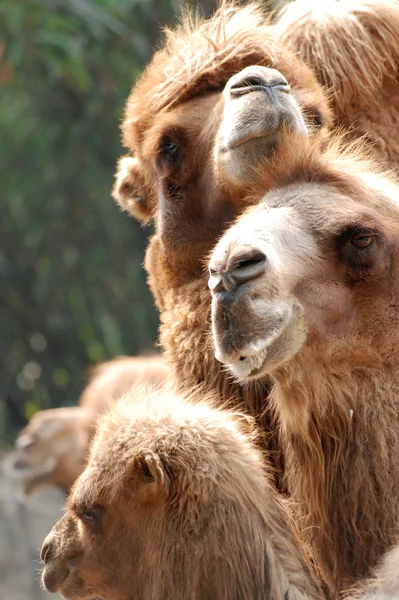 Dierlijke kameel portret — Stockfoto