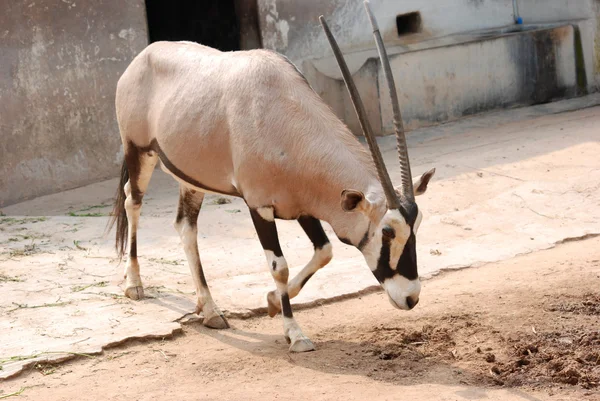 Afrikanischer Oryx gemsbok — Stockfoto