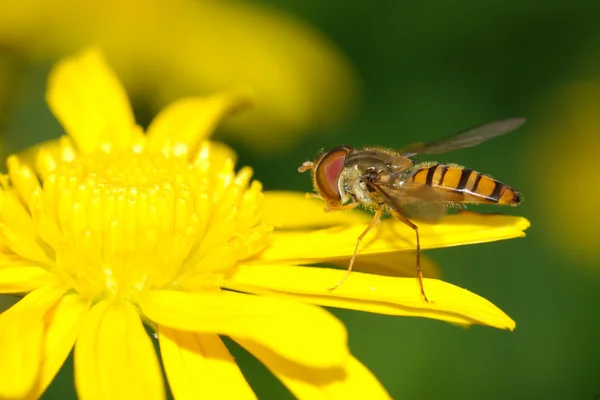 Böcek Arı sinek — Stok fotoğraf