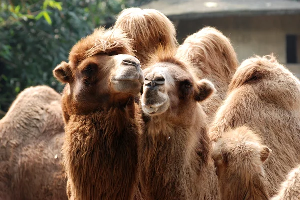 Dierlijke kameel portret — Stockfoto