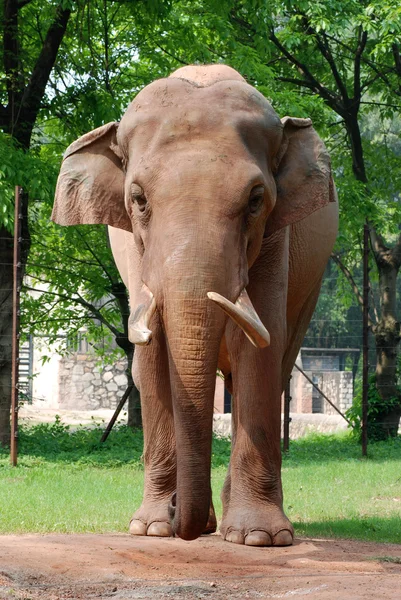 Elefante animale — Foto Stock