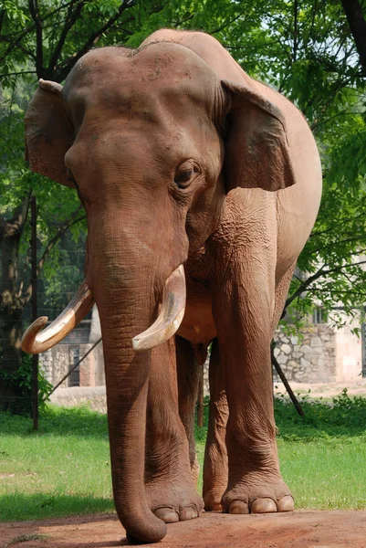 Elefante animal — Foto de Stock