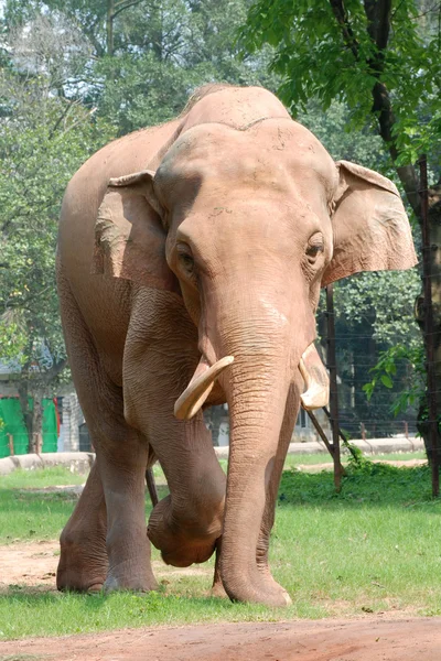Dierlijke olifant — Stockfoto