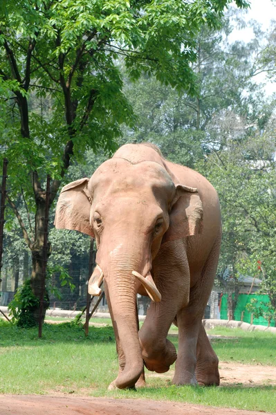 Djur elefant — Stockfoto