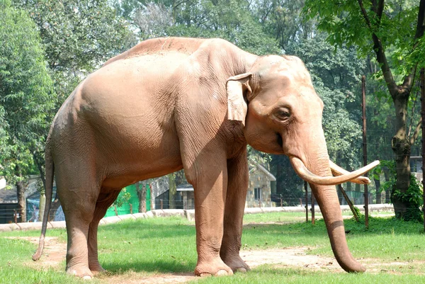 동물 코끼리 — 스톡 사진
