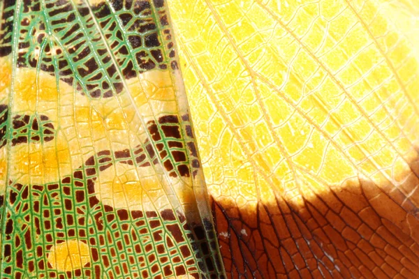 Aile de punaise Cicada texture verte et jaune — Photo