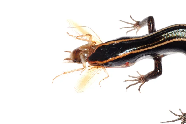 Lucertola mangiare scarafaggio — Foto Stock