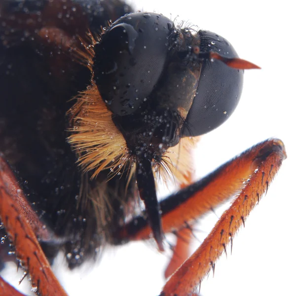 Изолированная муха — стоковое фото