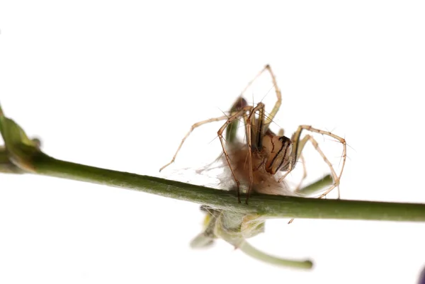 Αράχνη με αυγό περίπτωση — Φωτογραφία Αρχείου