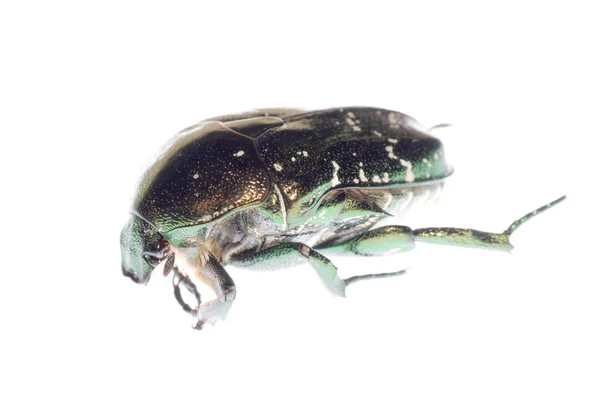 Scarab beetle isolated — Stock Photo, Image