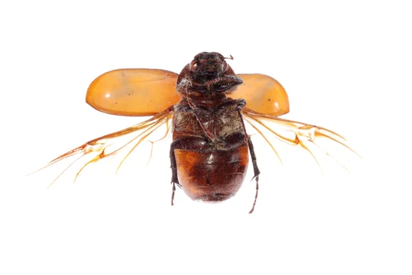 Flying brown scarab beetle — Stock Photo, Image