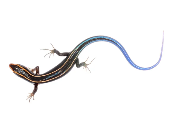 Azul cauda lagarto skink — Fotografia de Stock
