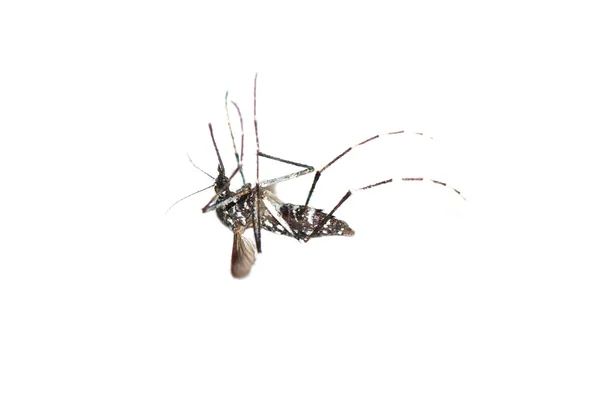 Zanzara isolata — Foto Stock