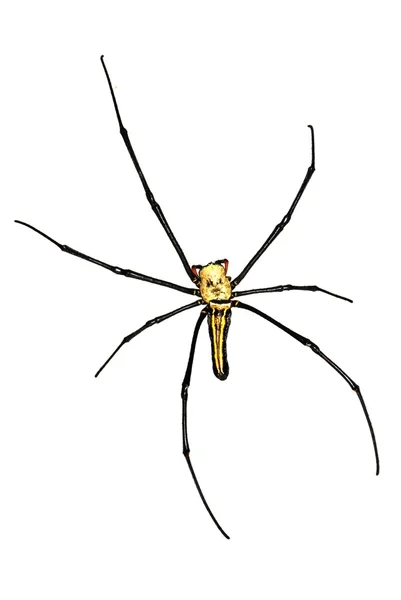 Giant spider — Stock Photo, Image