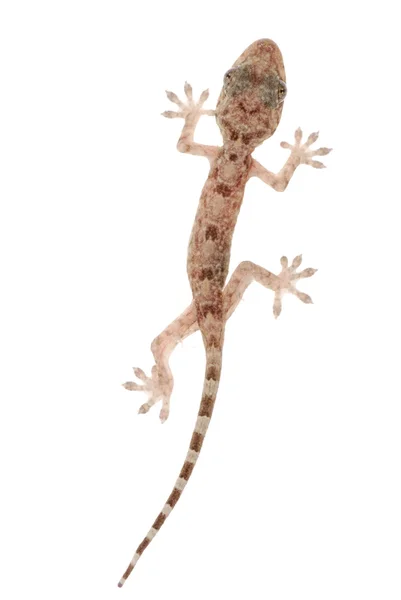 Китайский геккон — стоковое фото