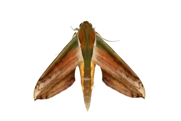 Insekt moth isolerad på vit — Stockfoto