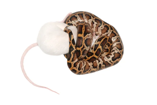 Боа-змея ест крысу — стоковое фото