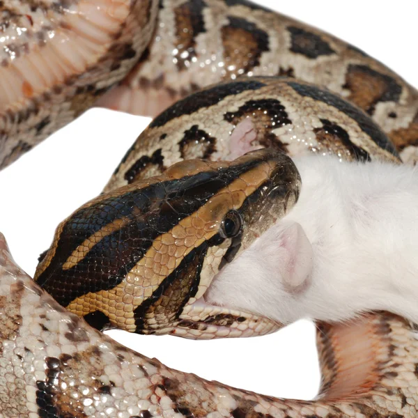 蟒蛇蛇吃老鼠 — 图库照片