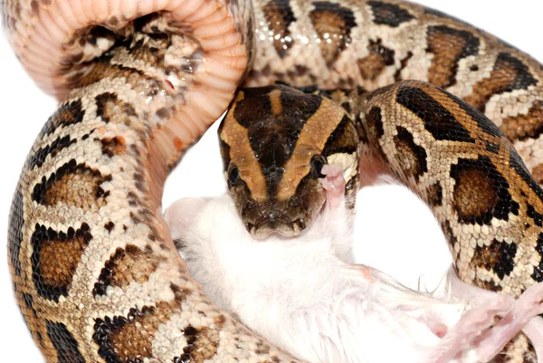 Boa hada jíst krysa — Stock fotografie
