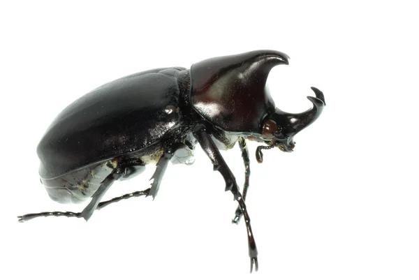 Scarab beetle — Stock Photo, Image