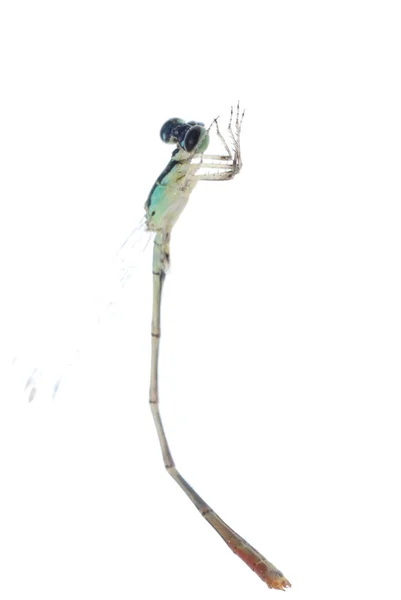 Dragonfly damselfly — Stock Photo, Image