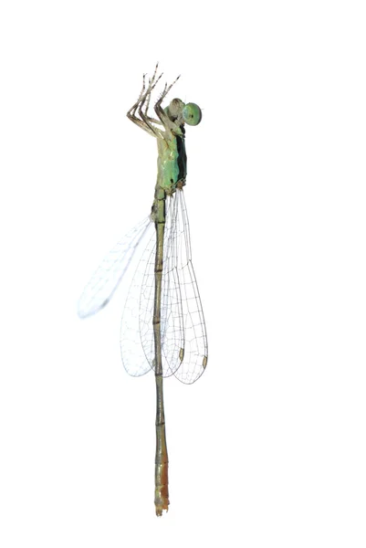 Dragonfly damselfly — Stock Photo, Image