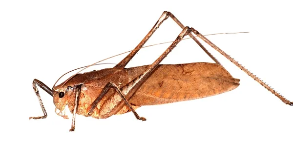 Böcek katydid tecrit edilmiş arkaplan — Stok fotoğraf