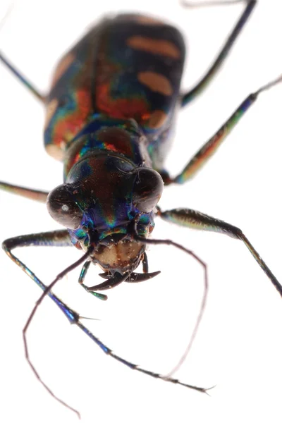 Insect tiger beetle — Stock Photo, Image