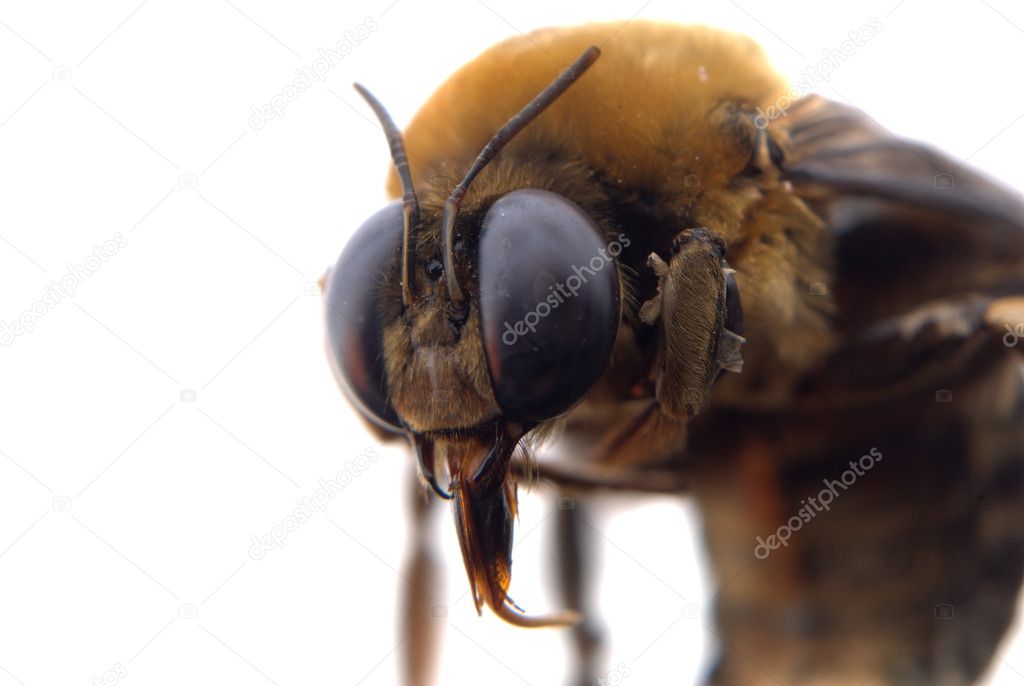 Bumble bee head macro